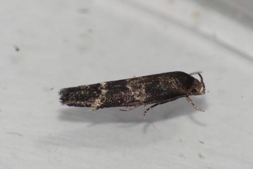 Mompha sp.